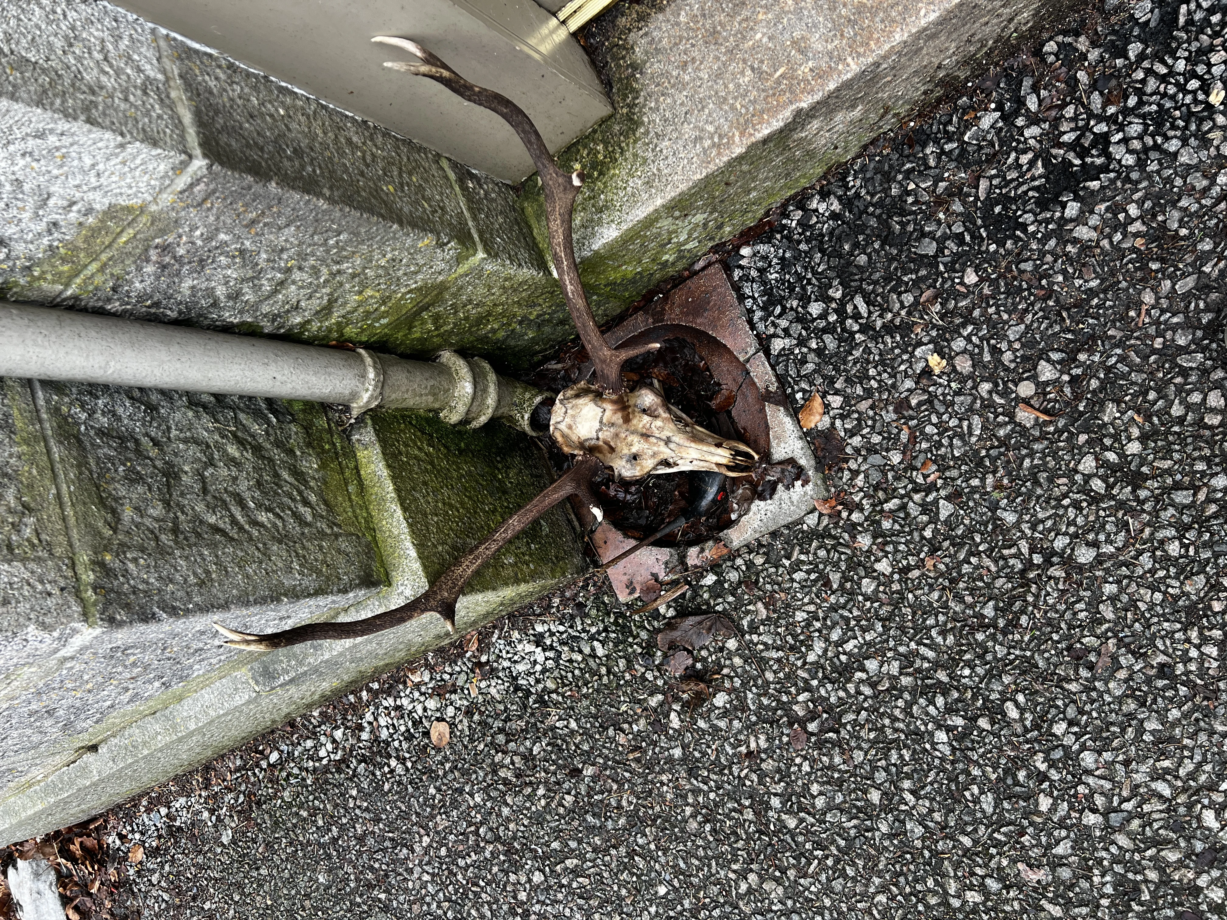 Deer skull on display